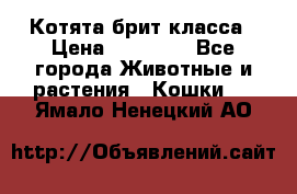 Котята брит класса › Цена ­ 20 000 - Все города Животные и растения » Кошки   . Ямало-Ненецкий АО